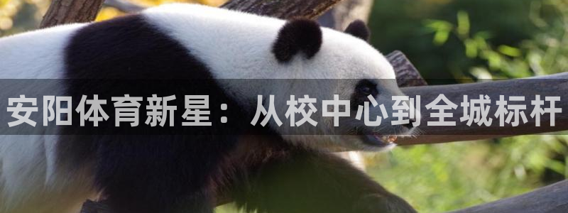 3377体育官方正版app集团简介：安阳体育新星：从校中心到