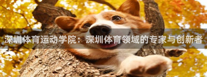 3377体育官方正版app集团简介：深圳体育运动学院：深圳体