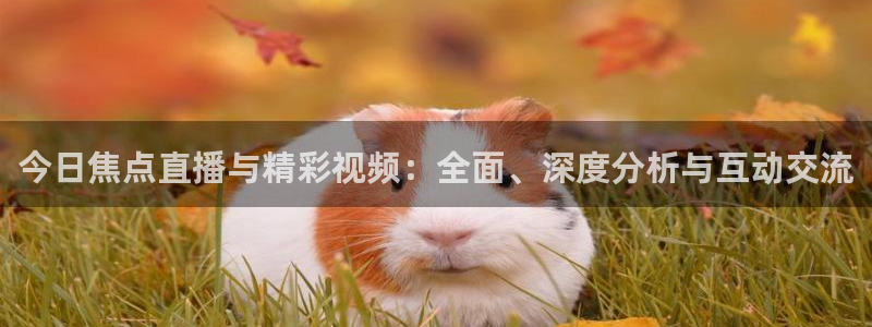 熊猫体育比赛直播：今日焦点直播与精彩视频：全面、深度分析与互动交流